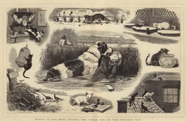 Which is our Best Friend, the Taxed Dog or the Untaxed Cat